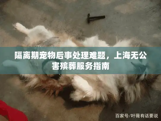 隔离期宠物后事处理难题，上海无公害殡葬服务指南