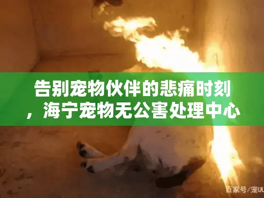 告别宠物伙伴的悲痛时刻，海宁宠物无公害处理中心如何实现环保殡葬？