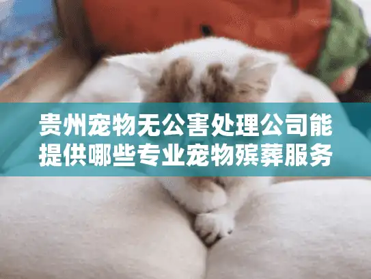 贵州宠物无公害处理公司能提供哪些专业宠物殡葬服务?