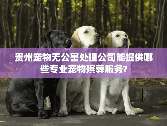 贵州宠物无公害处理公司能提供哪些专业宠物殡葬服务?