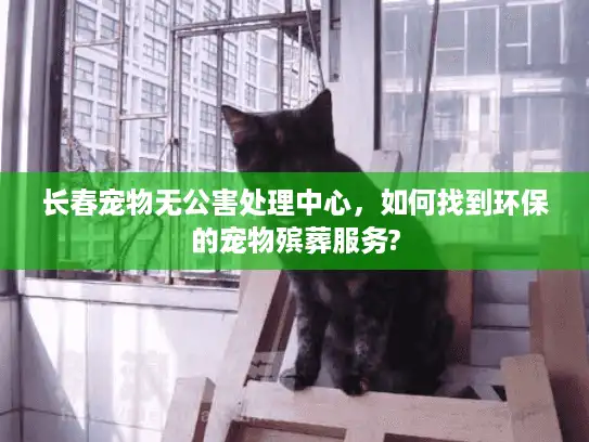 长春宠物无公害处理中心，如何找到环保的宠物殡葬服务?