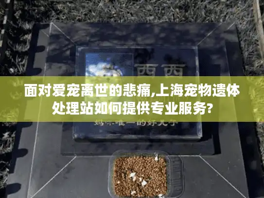 面对爱宠离世的悲痛,上海宠物遗体处理站如何提供专业服务?