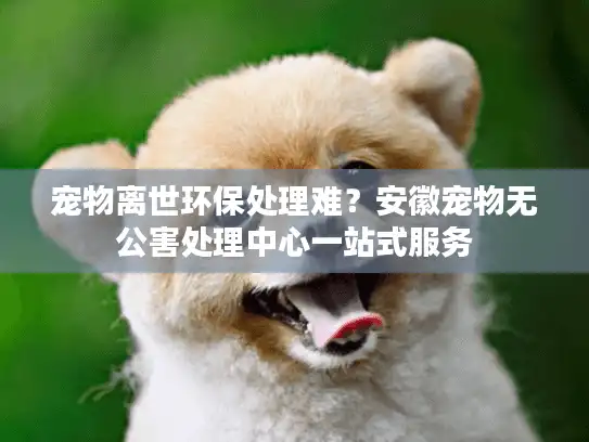 宠物离世环保处理难？安徽宠物无公害处理中心一站式服务