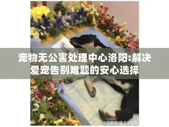 宠物无公害处理中心洛阳:解决爱宠告别难题的安心选择