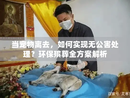 当宠物离去，如何实现无公害处理？环保殡葬全方案解析
