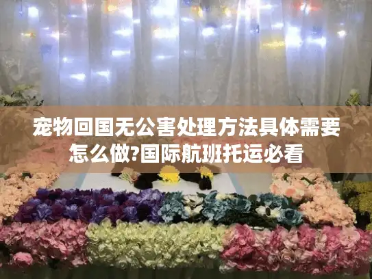 宠物回国无公害处理方法具体需要怎么做?国际航班托运必看