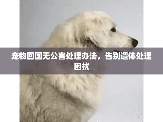 宠物回国无公害处理办法，告别遗体处理困扰