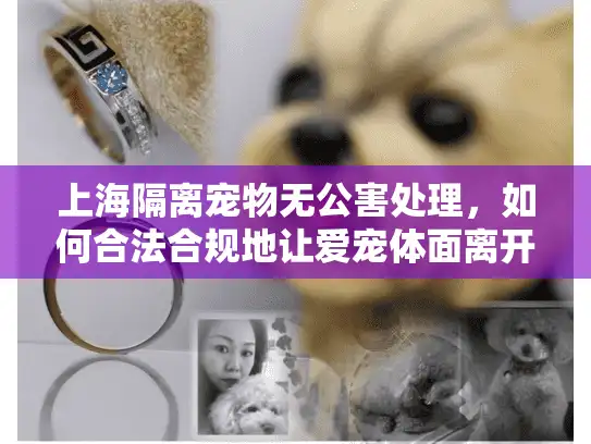 上海隔离宠物无公害处理，如何合法合规地让爱宠体面离开？