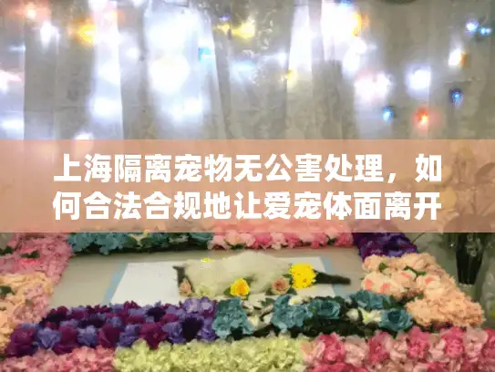 上海隔离宠物无公害处理，如何合法合规地让爱宠体面离开？