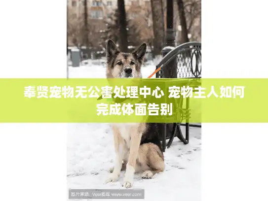 奉贤宠物无公害处理中心 宠物主人如何完成体面告别