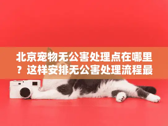 北京宠物无公害处理点在哪里？这样安排无公害处理流程最安心