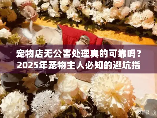 宠物店无公害处理真的可靠吗？2025年宠物主人必知的避坑指南