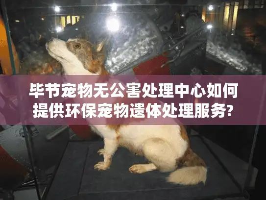 毕节宠物无公害处理中心如何提供环保宠物遗体处理服务?