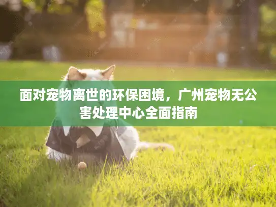 面对宠物离世的环保困境，广州宠物无公害处理中心全面指南