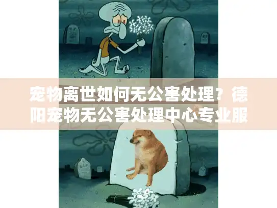 宠物离世如何无公害处理？德阳宠物无公害处理中心专业服务指南