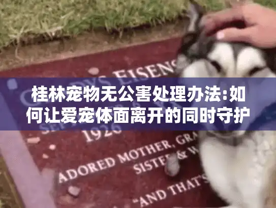 桂林宠物无公害处理办法:如何让爱宠体面离开的同时守护绿水青山?