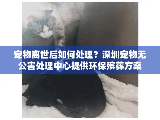 宠物离世后如何处理？深圳宠物无公害处理中心提供环保殡葬方案