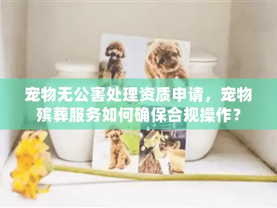 宠物无公害处理资质申请，宠物殡葬服务如何确保合规操作？