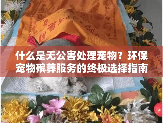 什么是无公害处理宠物？环保宠物殡葬服务的终极选择指南