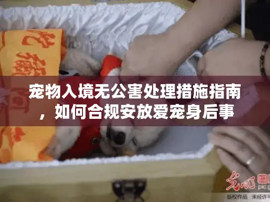 宠物入境无公害处理措施指南，如何合规安放爱宠身后事
