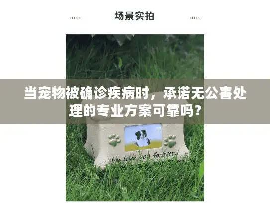 当宠物被确诊疾病时，承诺无公害处理的专业方案可靠吗？
