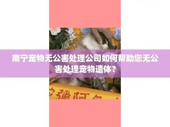 南宁宠物无公害处理公司如何帮助您无公害处理宠物遗体？