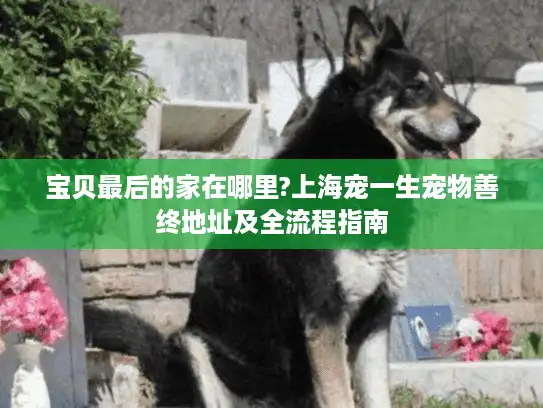 宝贝最后的家在哪里?上海宠一生宠物善终地址及全流程指南