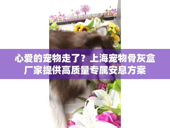 心爱的宠物走了？上海宠物骨灰盒厂家提供高质量专属安息方案