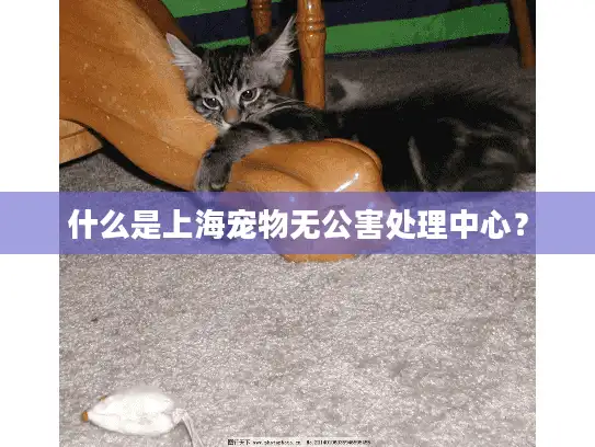 什么是上海宠物无公害处理中心？