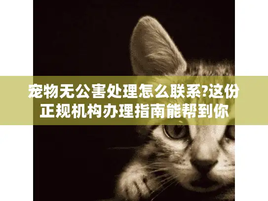 宠物无公害处理怎么联系?这份正规机构办理指南能帮到你