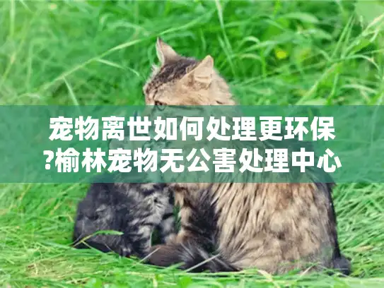 宠物离世如何处理更环保?榆林宠物无公害处理中心专业解决方案