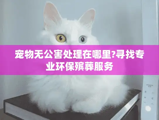 宠物无公害处理在哪里?寻找专业环保殡葬服务
