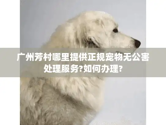 广州芳村哪里提供正规宠物无公害处理服务?如何办理?