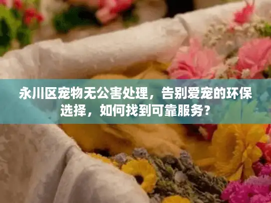 永川区宠物无公害处理，告别爱宠的环保选择，如何找到可靠服务？