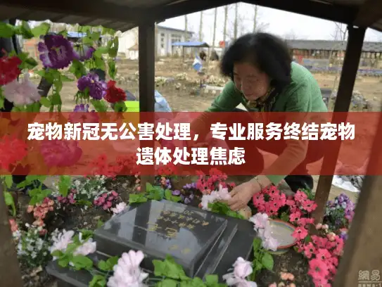 宠物新冠无公害处理，专业服务终结宠物遗体处理焦虑