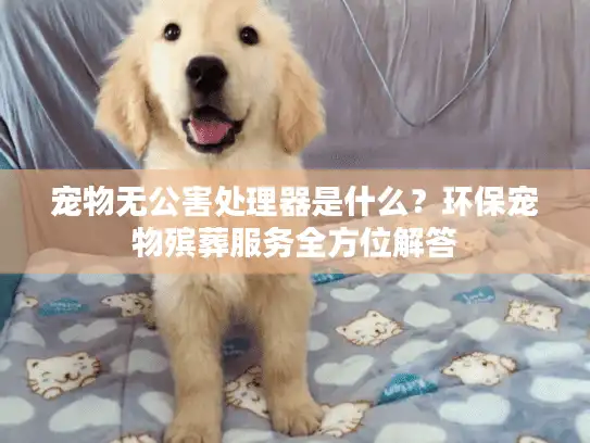 宠物无公害处理器是什么？环保宠物殡葬服务全方位解答