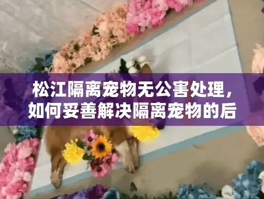 松江隔离宠物无公害处理，如何妥善解决隔离宠物的后事难题？