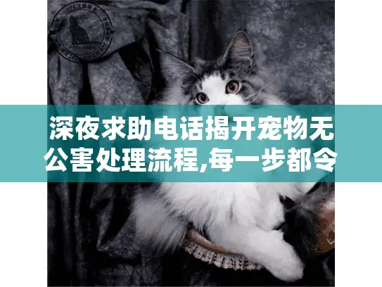 深夜求助电话揭开宠物无公害处理流程,每一步都令人安心!