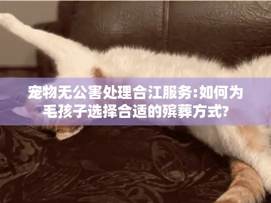 宠物无公害处理合江服务:如何为毛孩子选择合适的殡葬方式?