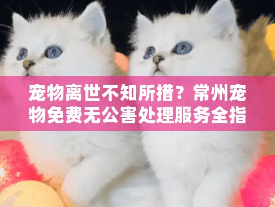 宠物离世不知所措？常州宠物免费无公害处理服务全指南
