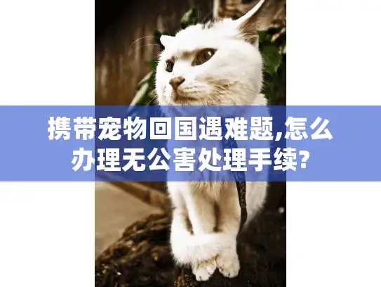 携带宠物回国遇难题,怎么办理无公害处理手续?