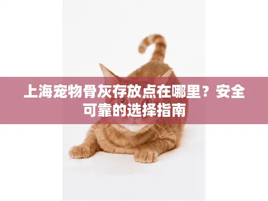 上海宠物骨灰存放点在哪里？安全可靠的选择指南