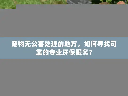 宠物无公害处理的地方，如何寻找可靠的专业环保服务？