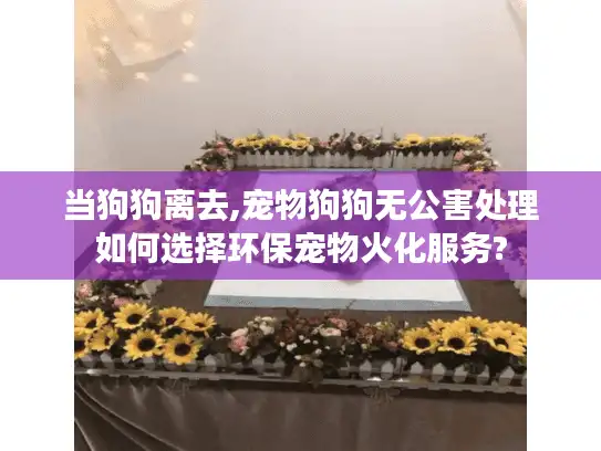 当狗狗离去,宠物狗狗无公害处理如何选择环保宠物火化服务?