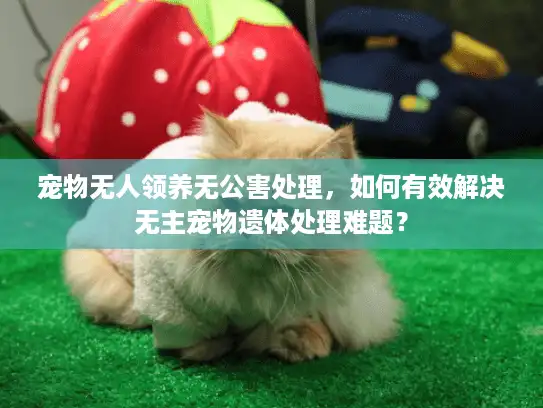 宠物无人领养无公害处理，如何有效解决无主宠物遗体处理难题？