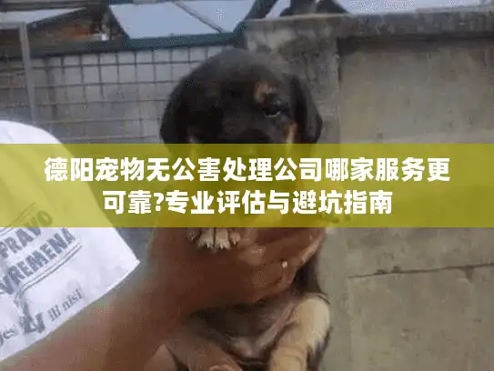 德阳宠物无公害处理公司哪家服务更可靠?专业评估与避坑指南