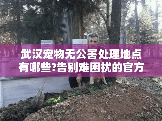 武汉宠物无公害处理地点有哪些?告别难困扰的官方指南
