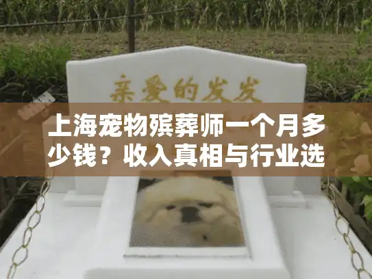 上海宠物殡葬师一个月多少钱？收入真相与行业选择指南