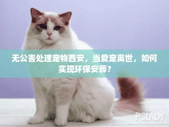 无公害处理宠物西安，当爱宠离世，如何实现环保安葬？