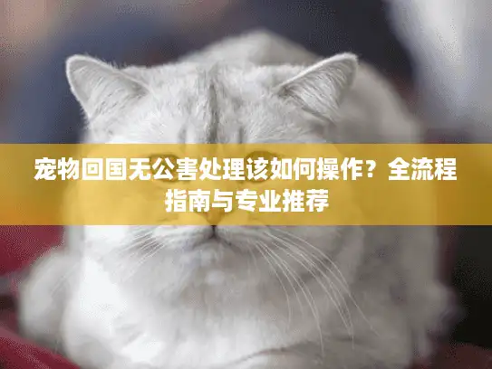 宠物回国无公害处理该如何操作？全流程指南与专业推荐